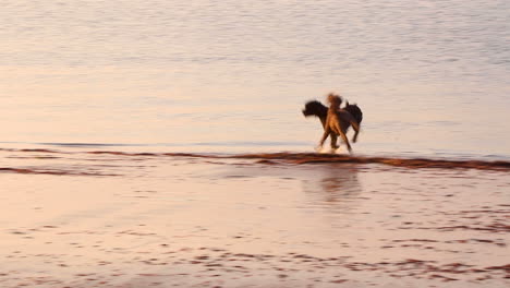 two dogs chase each other and play in the shallows on a beautiful calm beach at sunrise