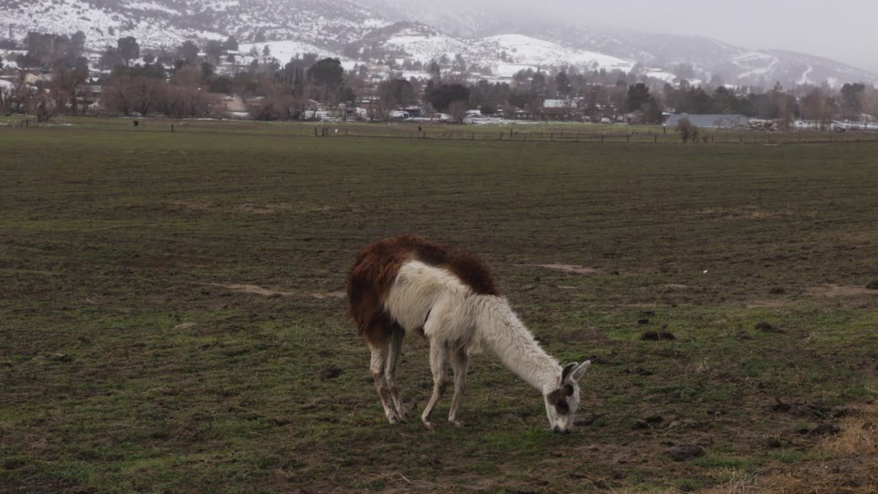 llama de color marrón y blanco pastando en la hierba verde con montañas cubiertas de nieve en el fondo