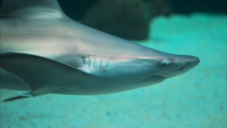 Tiburón-De-Arena-Nadando-Lentamente-Sobre-El-Fondo-Blanco-Del-Mar,-Primer-Plano-De-Seguimiento