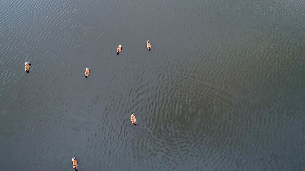 호수 에서 수영 하는 오리 들 의 공중 사진
