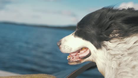 lindo perro viejo cara feliz en viento fuera lancha rápida