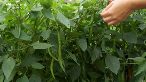 farmer's hand collecting long green chili pepper from a plantation - woman plucks peppers off bushes plants