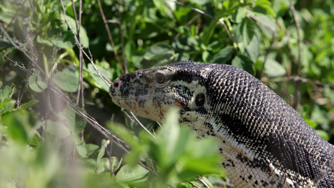 슬로우 모션 아시안 워터 모니터 도마뱀