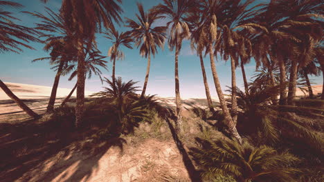 palm trees in al ain oasis