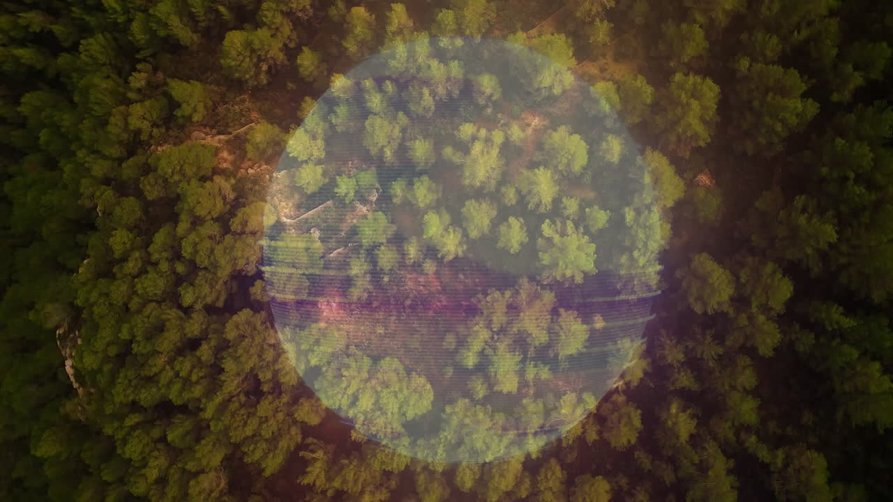 Animation of forest landscape with circular overlay showing trees from above