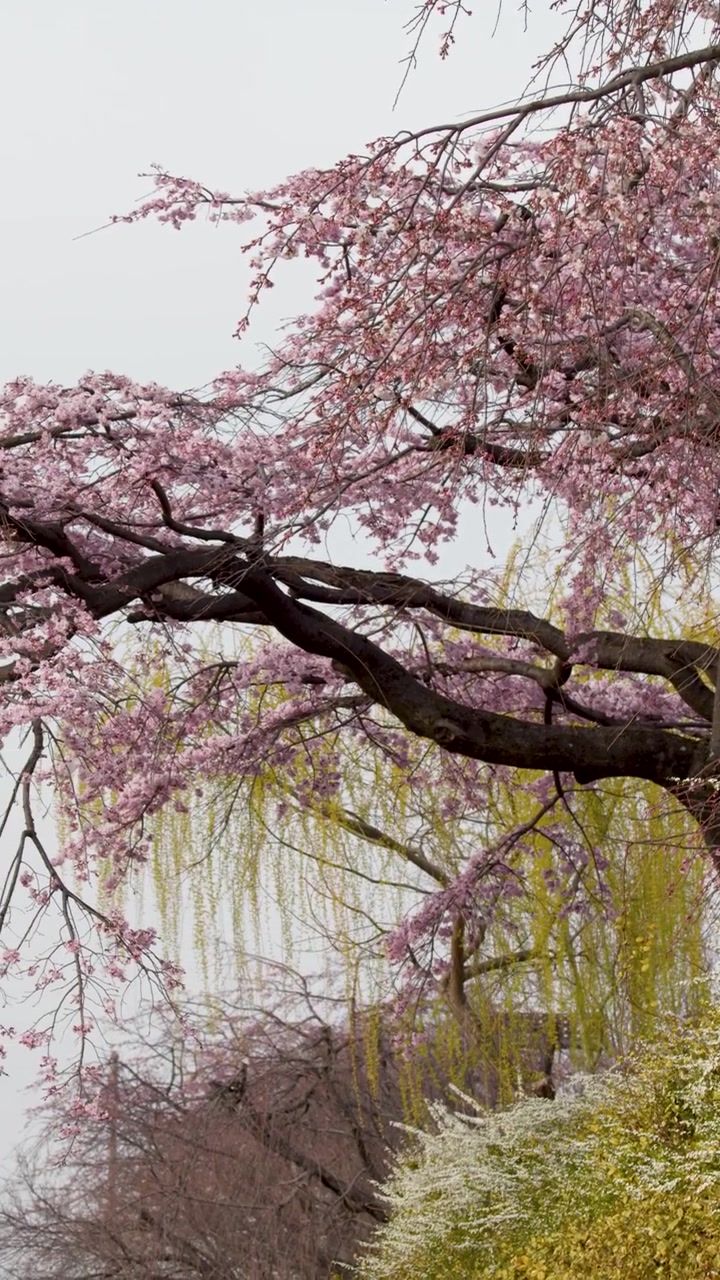 Un'inquadratura dal basso cattura fiori di sakura rosa che ondeggiano delicatamente contro un cielo nuvoloso e tenue.
