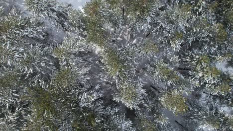 snow covering pine trees on wild mountain forest, frozen land at winter seen from above