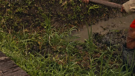 process of taking care of the rice crop in the field of bali, indonesia field