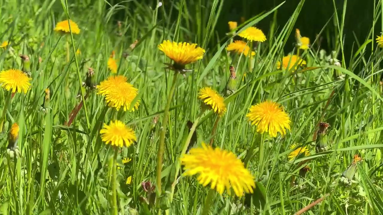 Levendige gele paardenbloemen bloeiend in een weelderig groen veld, zachtjes wiegend in een zomerbries.