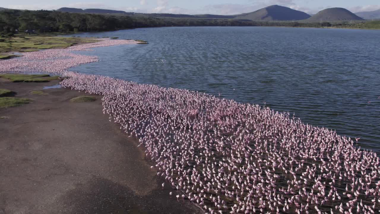 Aerial drone shot of flamingo flock