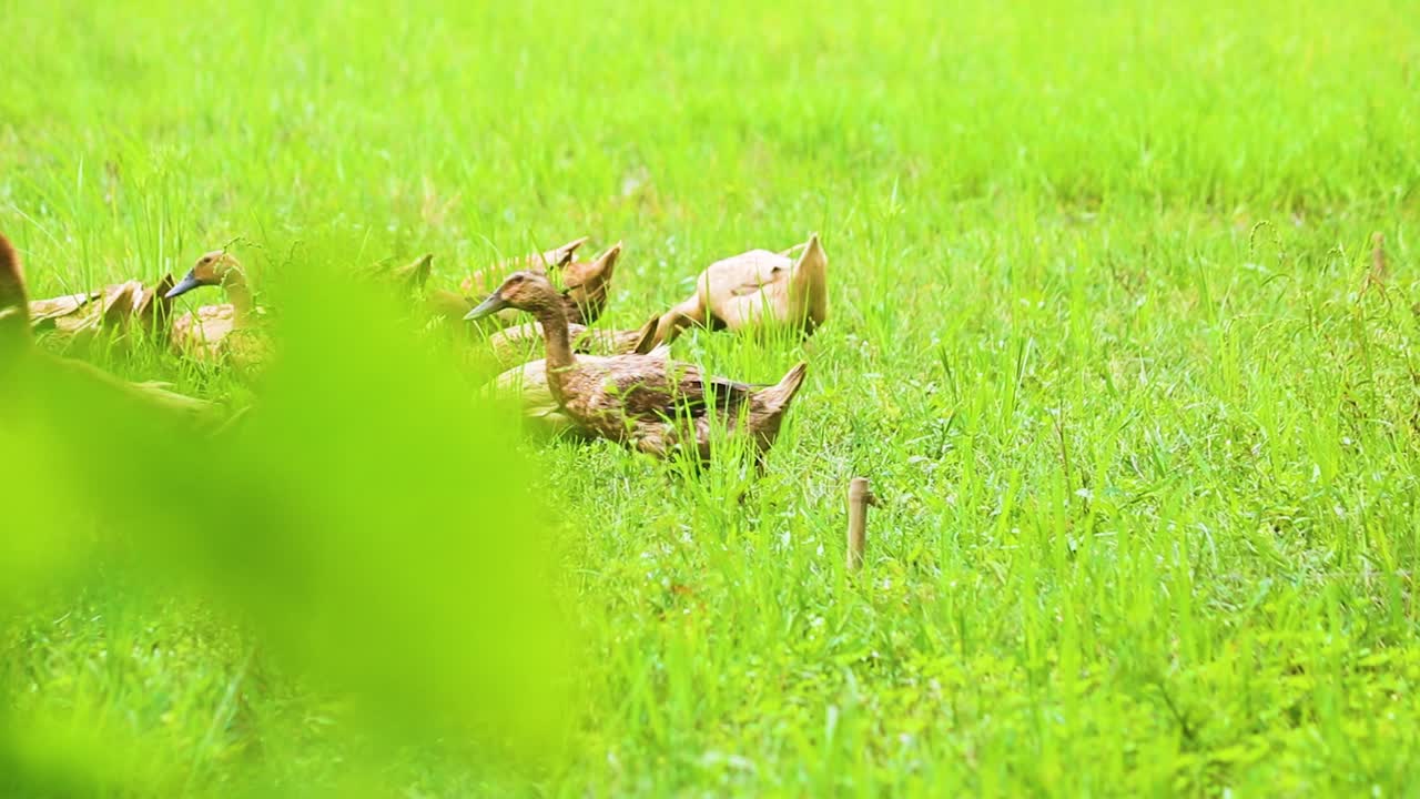 방글라데시 의 초록 잔디 에 있는 가드월 오리 의 그룹 이나 가족