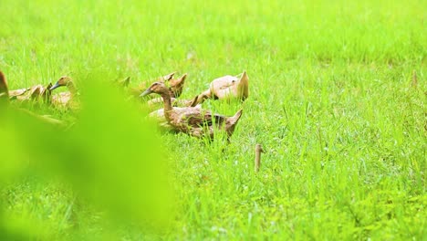 group or family of gadwall duck in the green grass in bangladesh