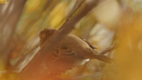 eurasian tree sparrow perched on tree branch and fly away