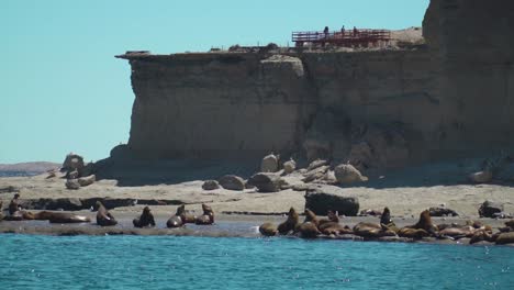 Colony-Of-Sea-Lions-In-The-Patagonian-Coastline-On-A-Sunny-Day---aerial-sideways