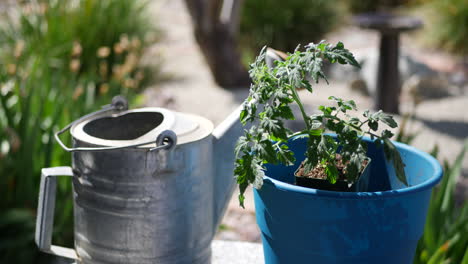 a gardener planting a tomato plant in new potting soil with a hand trowel and watering can for her organic vegetable garden slide left