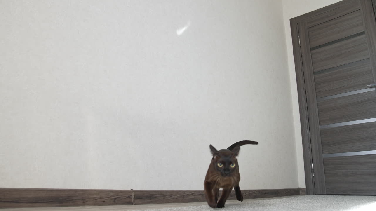 Cat playing with sunlight. Brown cat playing with reflection of the sun at home