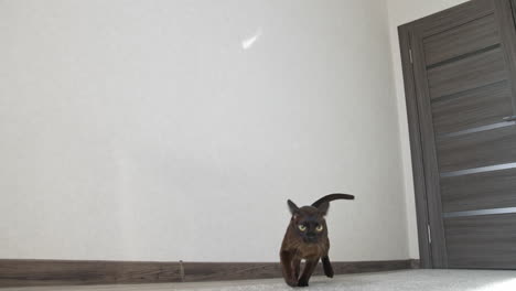 cat playing with sunlight. brown cat playing with reflection of the sun at home