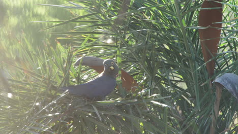 Lear-Aras-Ruhen-Auf-Licuri-Palmenzweigen-In-Caatinga,-Brasilien