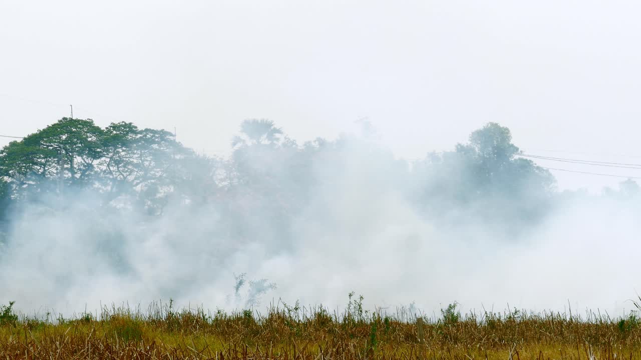 산불과 타는 것에서 두꺼운 검은 연기 기둥이 솟아 오릅니다.