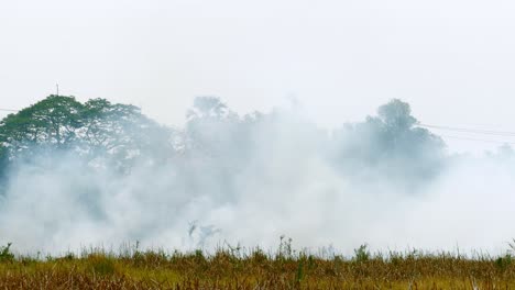 thick plumes of dark smoke rise from the forest fire and burning