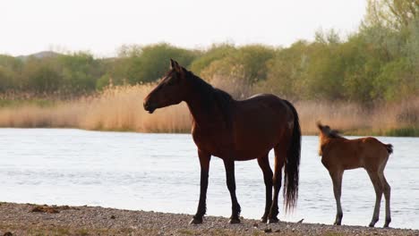 El-Espíritu-Indómito-De-Los-Caballos-Salvajes,-Ganado-Domesticado,-Que-Deambulan-Libremente-En-El-Calor-Del-Verano