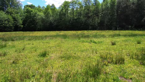 green, wild meadow with forest in background and blue sky