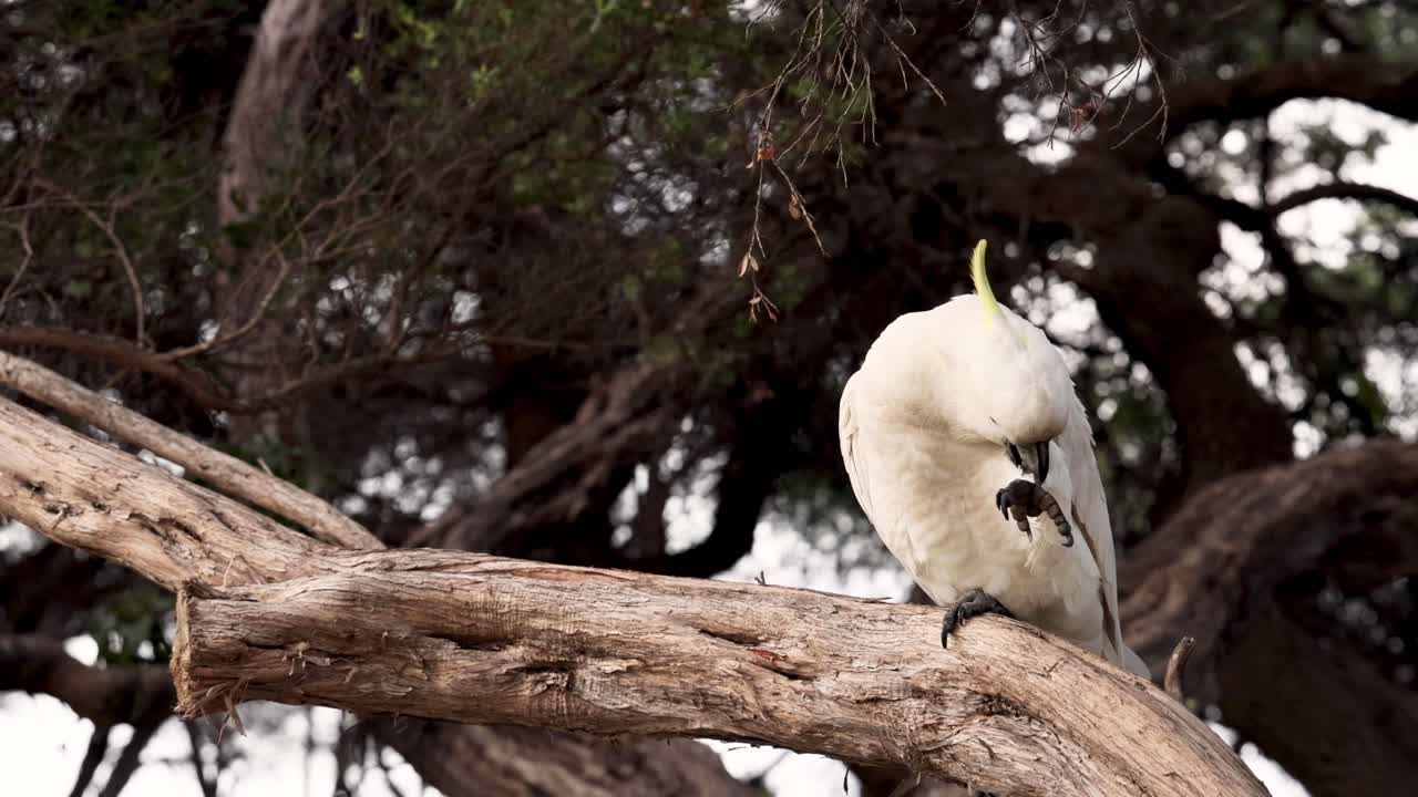 una cacatúa que se arregla en una rama de un árbol