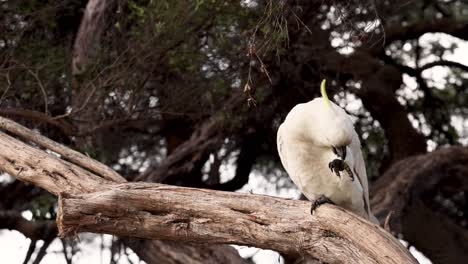 cockatoo grooming itself on a tree branch