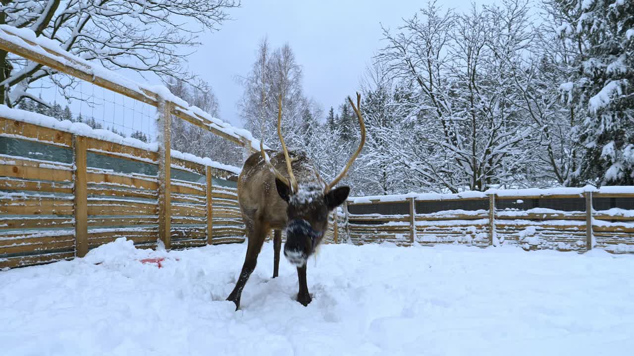 Kredser rundt om et sneklædt rensdyr inden for et hegn, på en overskyet vinterdag – Rangifer tarandus – håndholdt, slowmotion-optagelse.