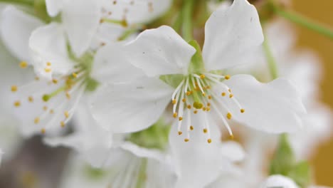 Süßkirschblüten-Im-Frühling.-Weiße-Kirschblüten