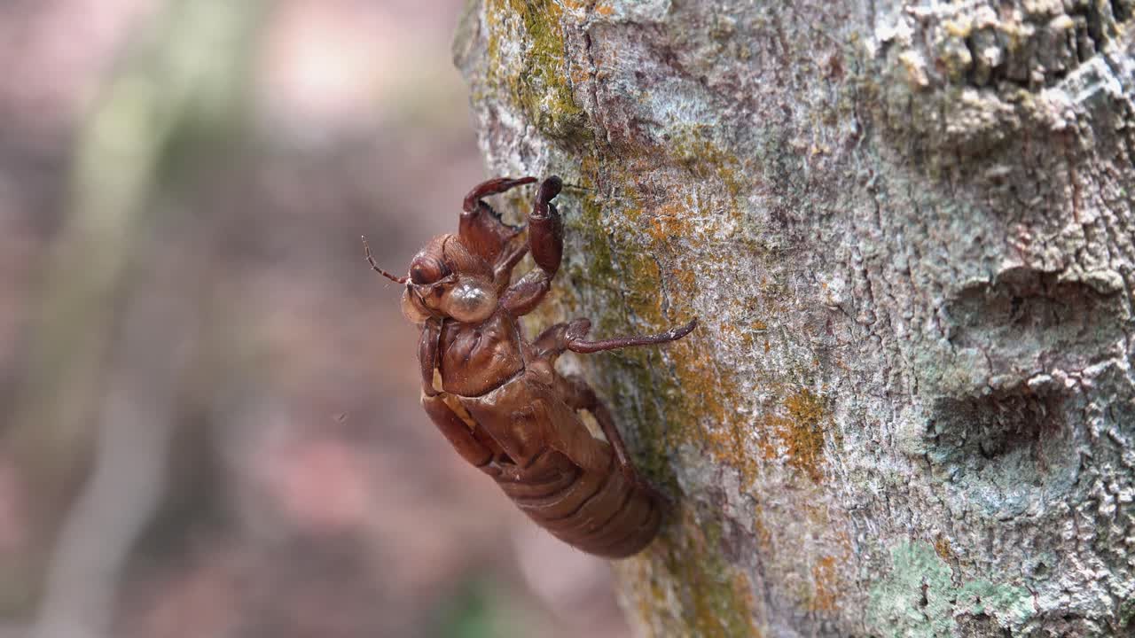 tiro de carro de una concha de cigarra en un árbol