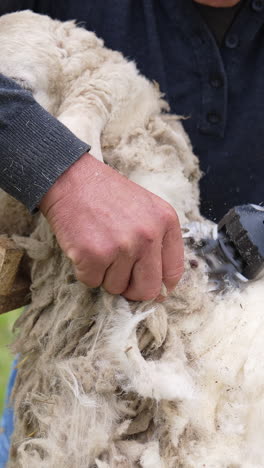 sheep shearing