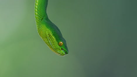 The-White-lipped-Pit-Viper-is-a-venomous-pit-viper-endemic-to-Southeast-Asia-and-is-often-found-during-the-night-waiting-on-a-branch-or-limb-of-a-tree-near-a-body-of-water-with-plenty-of-food-items