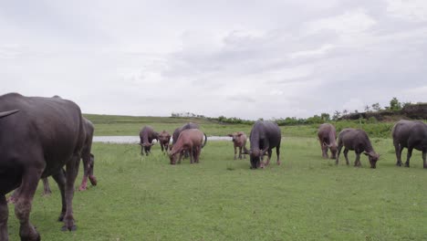 Group-of-Indonesia-cows-grazing-at-Sumba-island-during-a-cloudy-day,-aerial