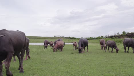 grupo de vacas de indonesia pastando en la isla de sumba durante un día nublado, aero