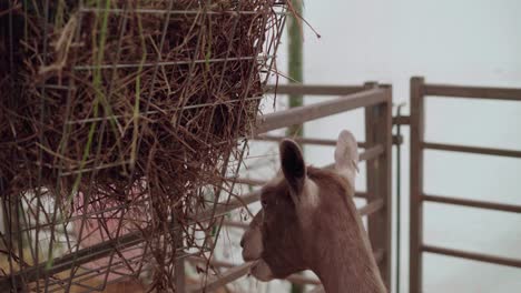 A-Goat-Feeding-On-The-Hay-Inside-The-Ranch-In-Cornwall,-UK---close-up