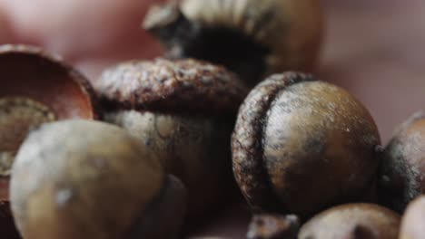 a person holds many acorn in their hand, close-up macro shot with bokeh