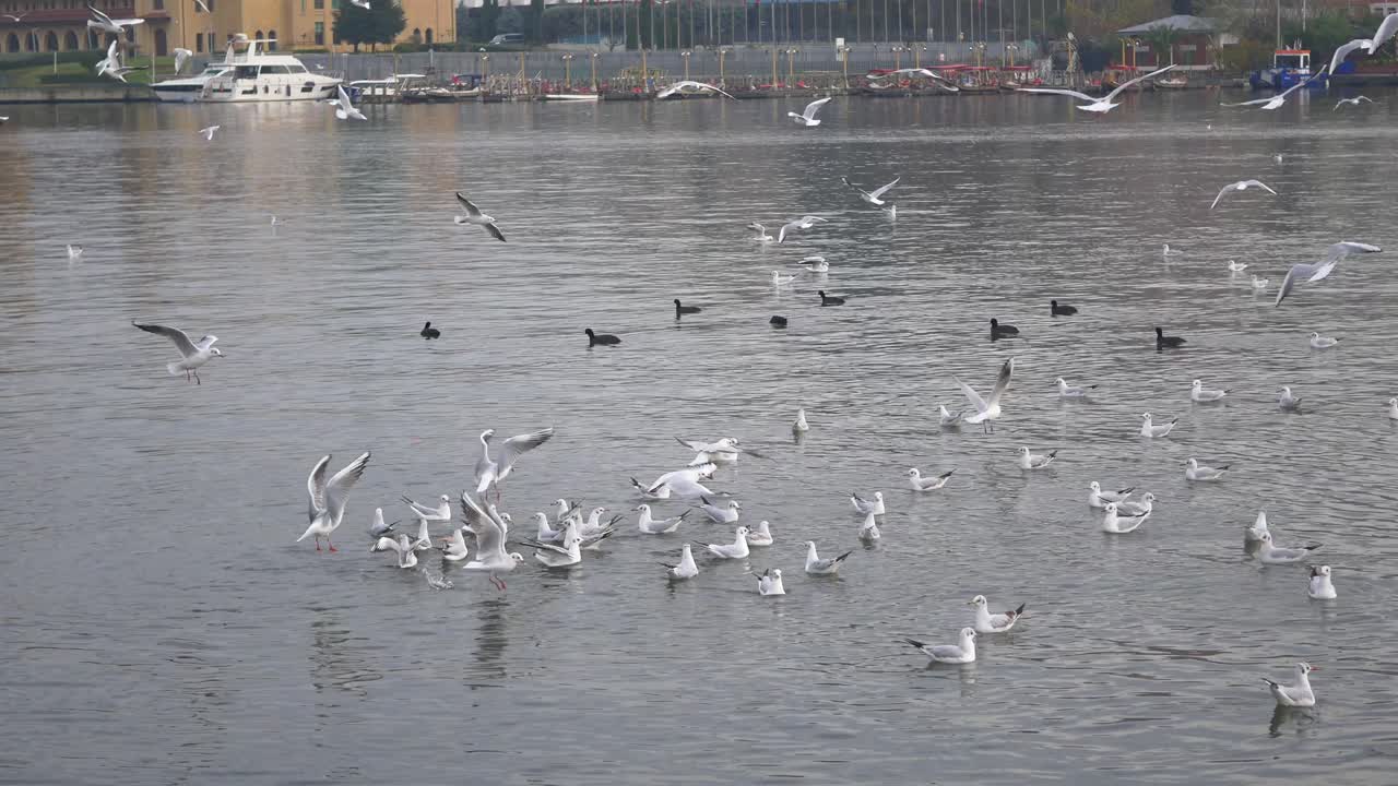 바다표범 이 날아다니며 물 위 에 모이는 것