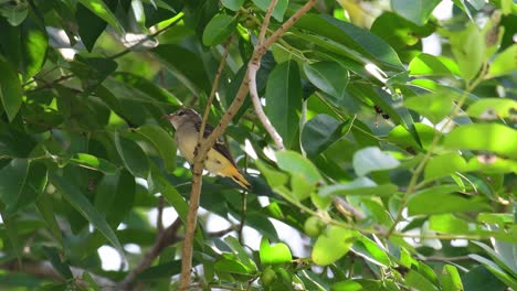 small minivet, pericrocotus cinnamomeus