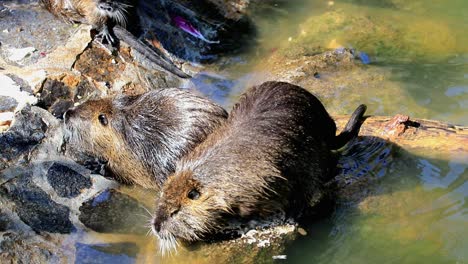 coypu nutria in a city zoo on a sunny day