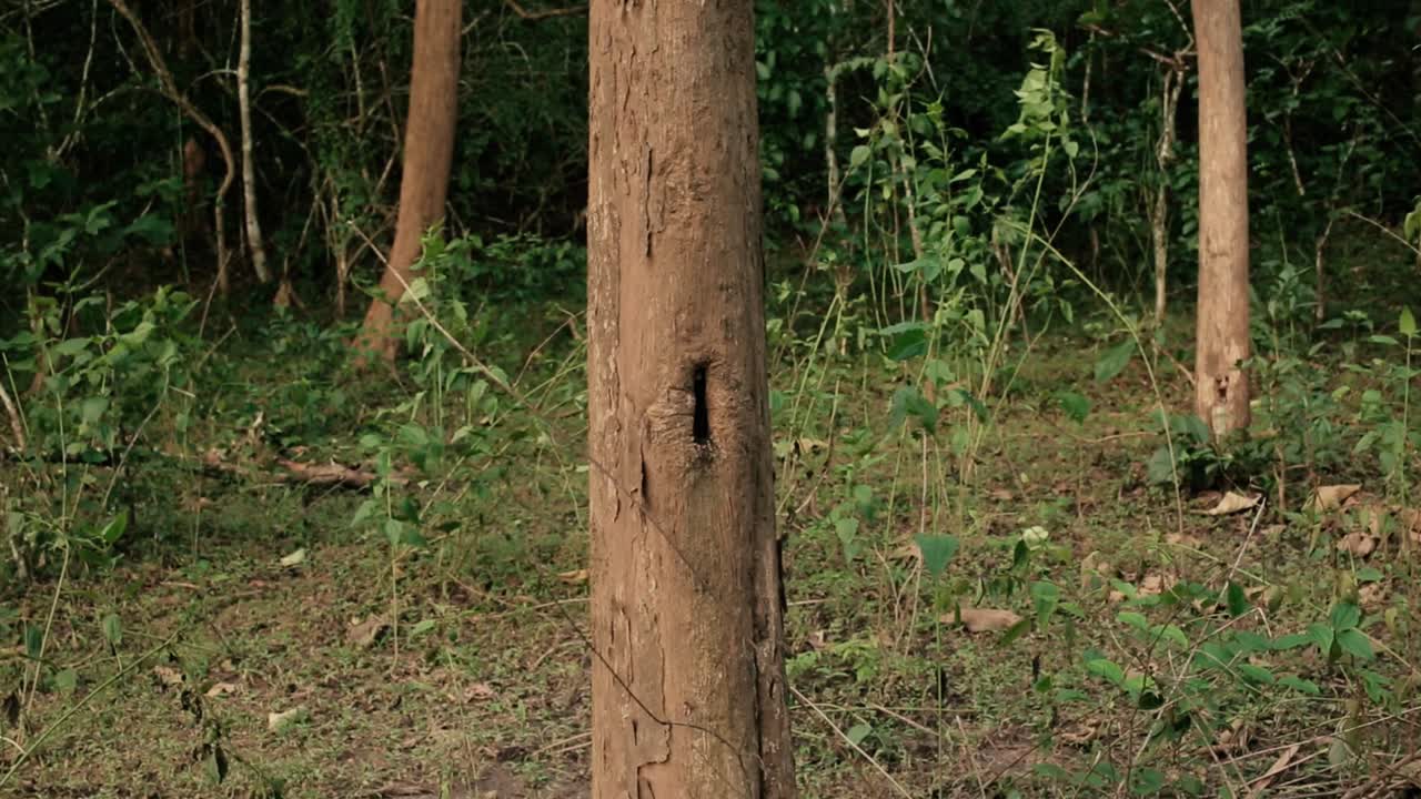 자연에 구멍이 있는 나무 줄기의 정적 샷을 닫습니다.