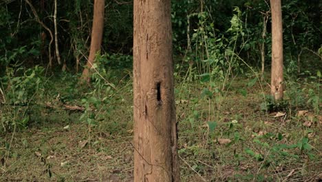 Primer-Plano-Estático-De-Tronco-De-árbol-Con-Agujero-En-La-Naturaleza