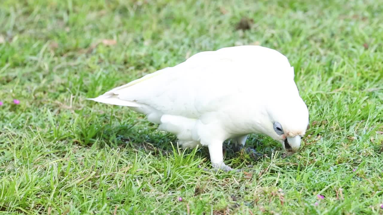 A white cockatoo pecks and searches the grass for food, showcasing its natural foraging behavior.