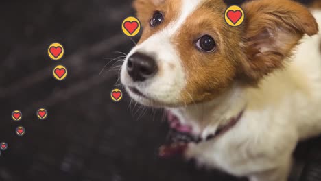 Composite-video-of-multiple-pink-heart-icons-floating-against-close-up-of-a-dog