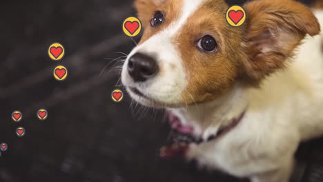 video compuesto de múltiples iconos de corazón rosado flotando contra el primer plano de un perro