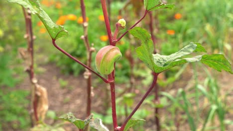 Schwenkaufnahme-Einer-Okra-Gemüsepflanze,-Die-Vegane-Ernte-Zum-Kochen-Und-Für-Die-Gesundheit-Hervorbringt