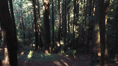 A-glorious-and-slow-pan-up-to-reveal-beautiful-nature-and-trees