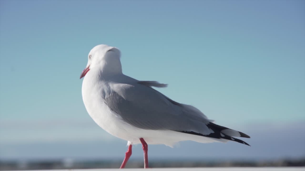 Mouette par une journée ensoleillée