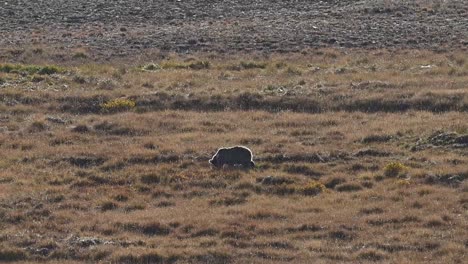 Himalaya-Braunbär-Grasen-Im-Deosai-Nationalpark