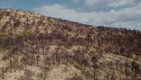 bosque quemado después del incendio forestal